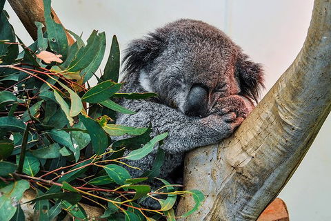 Blue Mountains Highlights & Wildlife Park - Accommodation Rockhampton 1