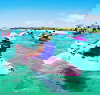 Half Day Dolphin Kayaking and Snorkeling Tour - Accommodation Rockhampton