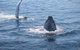 Whale Watching Cruise From Mooloolaba - thumb 5