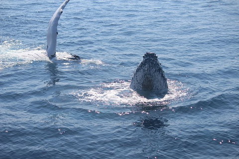 Whale Watching Cruise From Mooloolaba - Accommodation Rockhampton 5