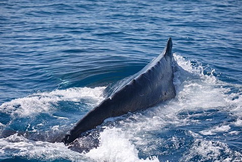 Whale Watching Cruise From Mooloolaba - Accommodation Rockhampton 3