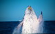 Whale Watching Cruise From Mooloolaba - thumb 0