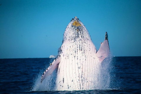 Whale Watching Cruise From Mooloolaba - Accommodation Rockhampton 0