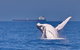Whale Watching Cruise From Mooloolaba - thumb 6