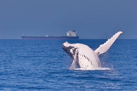 Whale Watching Cruise From Mooloolaba - Accommodation Rockhampton 6