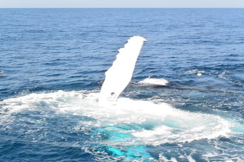 Whale Watching Cruise From Mooloolaba - Accommodation Rockhampton 4