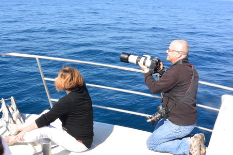 Whale Watching Cruise From Mooloolaba - Accommodation Rockhampton 2