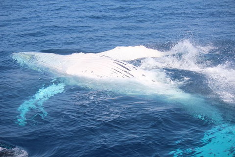 Whale Watching Cruise From Mooloolaba - Accommodation Rockhampton 1