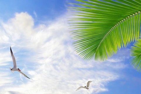 Airport Transfer - Mission Beach To Cairns Airport - Accommodation Rockhampton 4