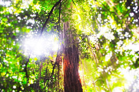 Airport Transfer - Mission Beach To Cairns Airport - Accommodation Rockhampton 1