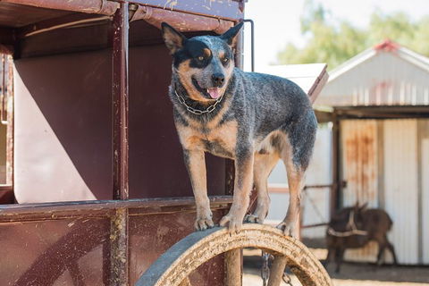 Cobb And Co Stagecoach Experience - Accommodation Rockhampton 3