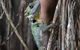 Mossman Gorge Adventure Day - thumb 3