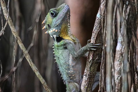 Mossman Gorge Adventure Day - Accommodation Rockhampton 3