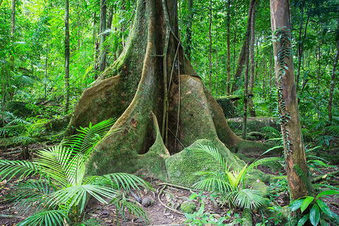 Mossman Gorge Adventure Day - Accommodation Rockhampton 1