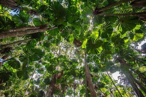 5 Day Australia Retreat: Queensland Daintree - Accommodation Rockhampton 4