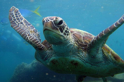 2 Night Whitsunday Islands Cruise On Atlantic Clipper From Airlie Beach - Accommodation Rockhampton 6