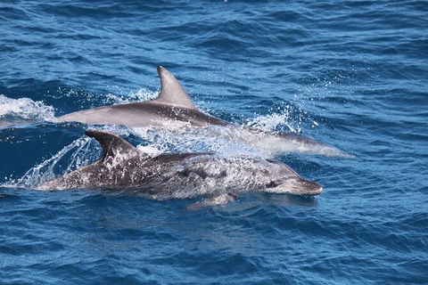 Sandy Straits Scenic & Wildlife Cruise - Accommodation Rockhampton 1
