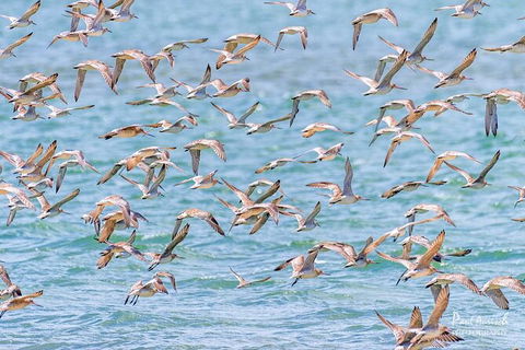 Sandy Straits Scenic & Wildlife Cruise - Accommodation Rockhampton 4