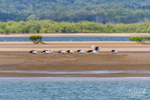 Sandy Straits Scenic & Wildlife Cruise - Accommodation Rockhampton 3