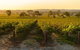 Yalumba Signature Tour - thumb 5