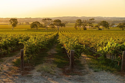 Yalumba Signature Tour - Accommodation Rockhampton 5