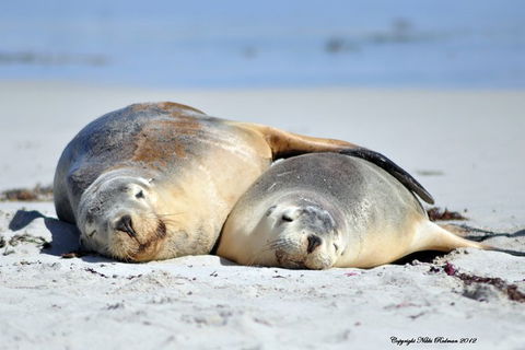 NEW TOUR - Kangaroo Island Road To Recovery Tour (1 Day/1 Night) - Accommodation Rockhampton 3