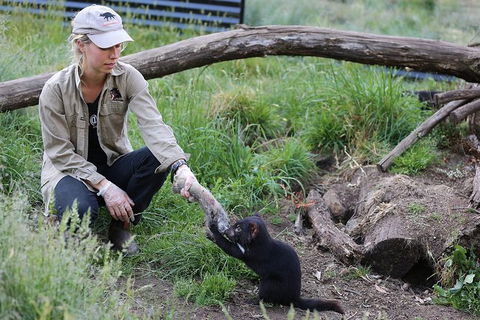 After Dark Tasmanian Devil Feeding Tour At Cradle Mountain - Accommodation Rockhampton 3