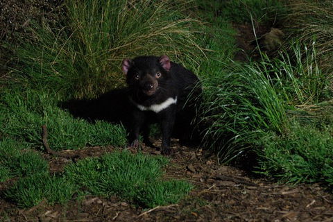 After Dark Tasmanian Devil Feeding Tour At Cradle Mountain - Accommodation Rockhampton 1