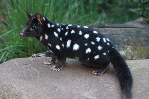 After Dark Tasmanian Devil Feeding Tour At Cradle Mountain - Accommodation Rockhampton 5