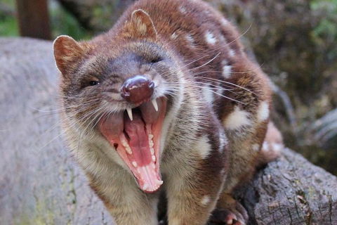 After Dark Tasmanian Devil Feeding Tour At Cradle Mountain - Accommodation Rockhampton 4