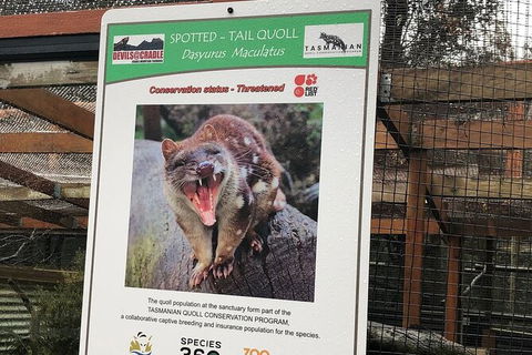 After Dark Tasmanian Devil Feeding Tour At Cradle Mountain - Accommodation Rockhampton 2