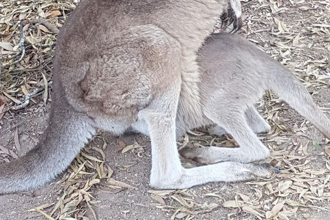 Shore Excursion: Coast, Caves And Wildlife Park - 8 Hour Tour - Accommodation Rockhampton 19