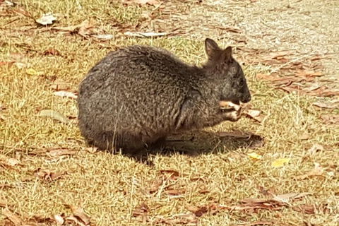 Shore Excursion: Coast, Caves And Wildlife Park - 8 Hour Tour - Accommodation Rockhampton 3