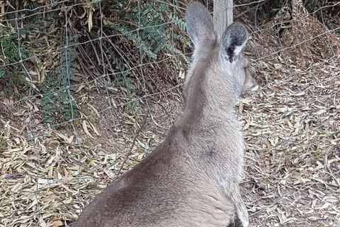Shore Excursion: Coast, Caves And Wildlife Park - 8 Hour Tour - Accommodation Rockhampton 9