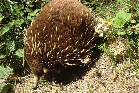 Shore Excursion: Coast, Caves And Wildlife Park - 8 Hour Tour - Accommodation Rockhampton 18
