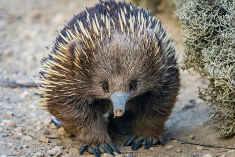 The Great Ocean Road 1 Day Private Sunset Tour - Accommodation Rockhampton 2