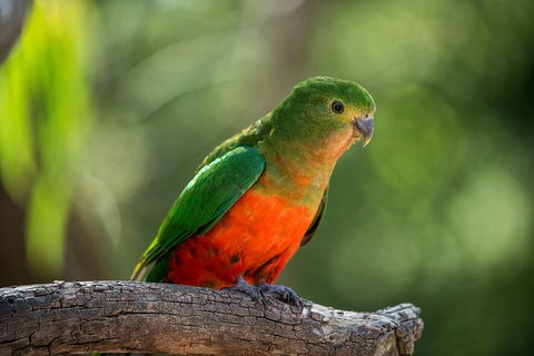 The Great Ocean Road 1 Day Private Sunset Tour - Accommodation Rockhampton 4