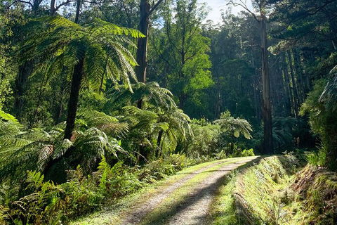 Aqueduct And Rail Trail Self-Guided Bike Tour In Warburton - Accommodation Rockhampton 3