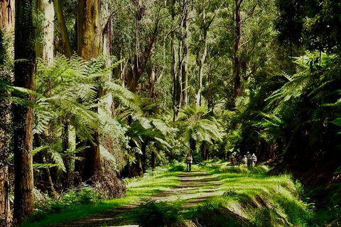 Aqueduct And Rail Trail Self-Guided Bike Tour In Warburton - Accommodation Rockhampton 1