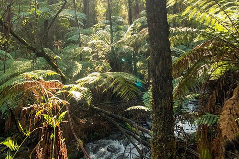 Hiking Tour To Aqueduct And Warburton Valley Lookout - Accommodation Rockhampton 3
