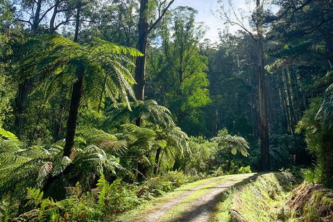 Hiking Tour To Aqueduct And Warburton Valley Lookout - Accommodation Rockhampton 1