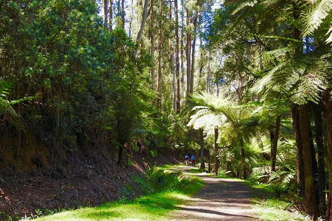 Half-Day Biking Activity From Aqueduct To California Redwoods - Accommodation Rockhampton 2