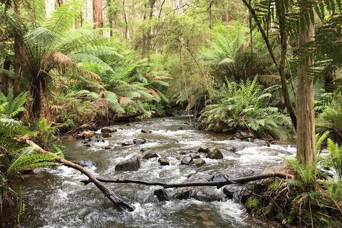 Half-Day Biking Activity From Aqueduct To California Redwoods - Accommodation Rockhampton 3