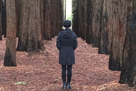 Private Aqueduct To California Redwoods Hiking Tour - Accommodation Rockhampton 1