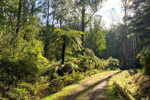 Private Aqueduct To California Redwoods Hiking Tour - Accommodation Rockhampton 0