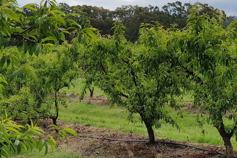Yarra Valley Wineries And Rayners Orchard Tour From Melbourne - Accommodation Rockhampton 27