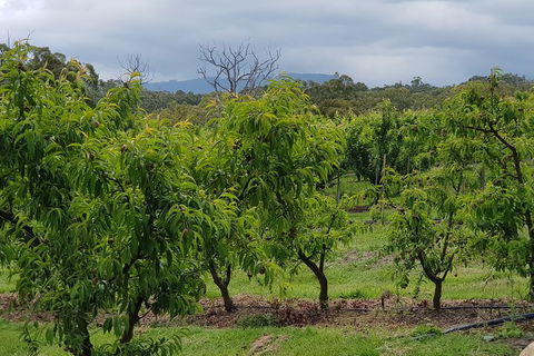 Yarra Valley Wineries And Rayners Orchard Tour From Melbourne - Accommodation Rockhampton 16