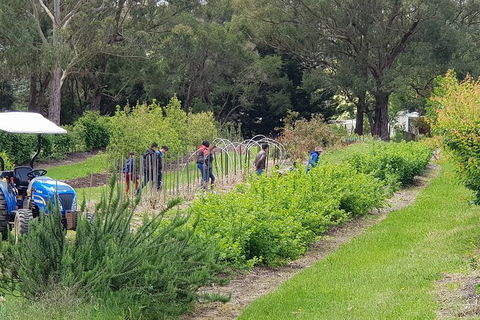 Yarra Valley Wineries And Rayners Orchard Tour From Melbourne - Accommodation Rockhampton 3