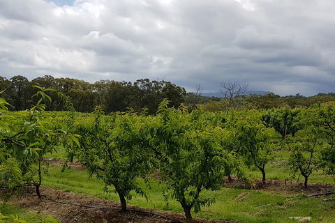 Yarra Valley Wineries And Rayners Orchard Tour From Melbourne - Accommodation Rockhampton 18