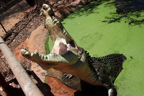 Malcolm Douglas Crocodile Park - Accommodation Rockhampton 10
